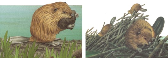 Бобры, строящие плотину